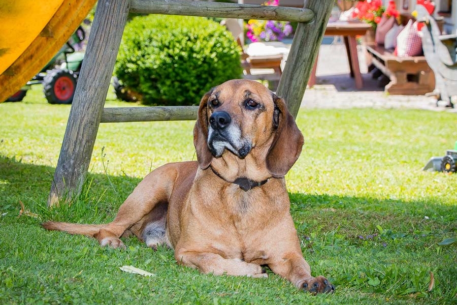 Ferienbauernhof Schaidlbauer Altenmarkt Sommerurlaub Haus Hund Anton0735